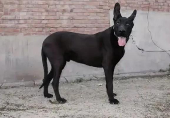 黑狼犬为什么不建议养三年