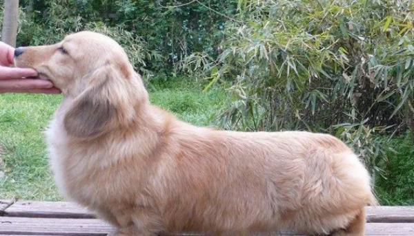 巧克力奶油色长毛腊肠犬价格-图1