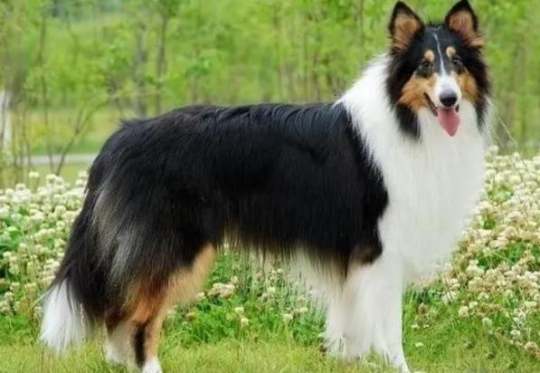 长毛犬品种大全图片-图1