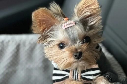 约克夏金头银背犬