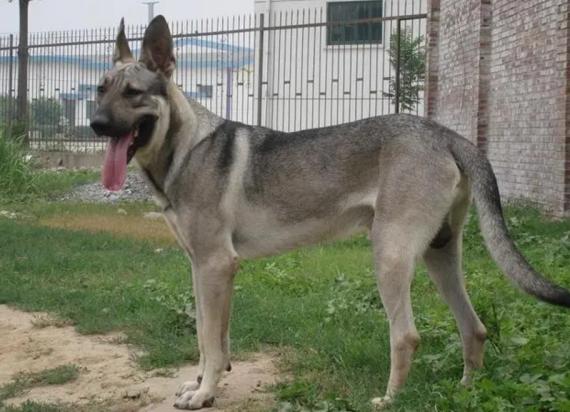 狼青犬是日本鬼子的狗吗-图1