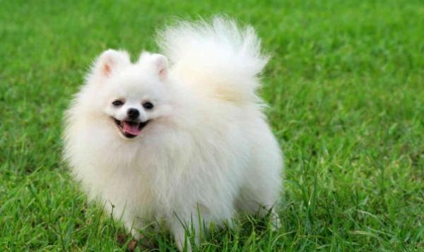 波美拉尼亚犬多少钱-图1