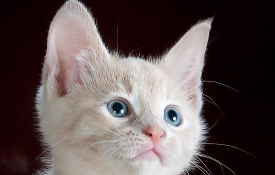 猫咪蜷着睡是什么原因？-1