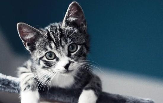 猫一到晚上就特别疯是为什么-图1