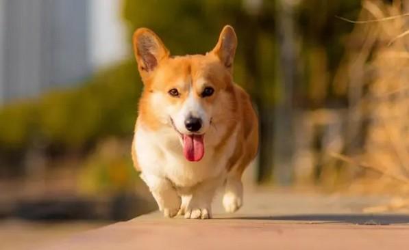 棕色长毛小型犬-图1