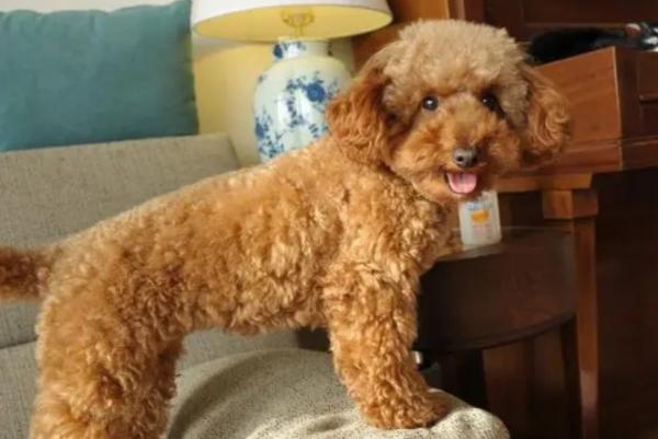 长毛小型犬品种名字大全及图片-图1
