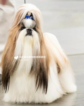 西施犬分长毛和短毛吗-图1