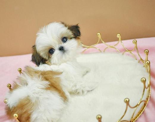 西施犬分长毛和短毛吗-图2