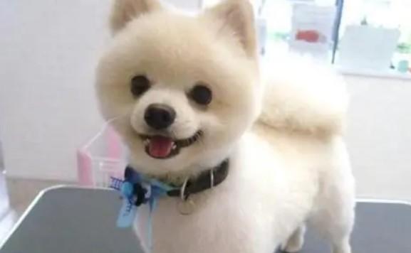 颜值最高的小型犬-1
