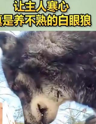 私自养狼判几年-图2