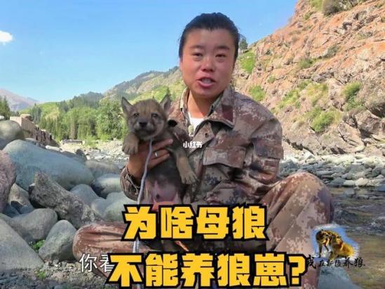 私自养狼判几年-图1
