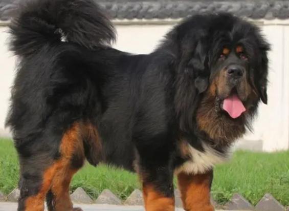中国犬种大全排名-图1