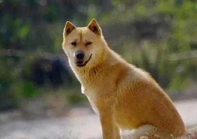 世界四大名犬有哪几个-图1