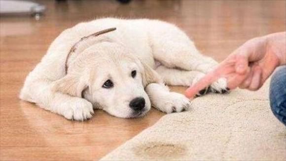 狗漏尿是怎么回事?-图1