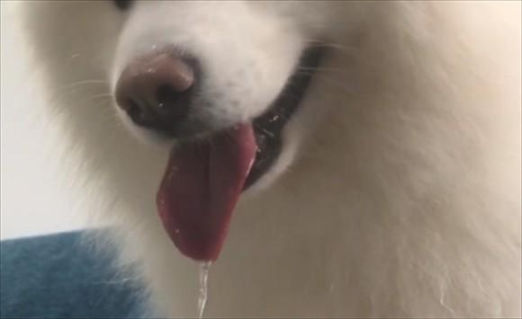狗流口水是什么病前兆