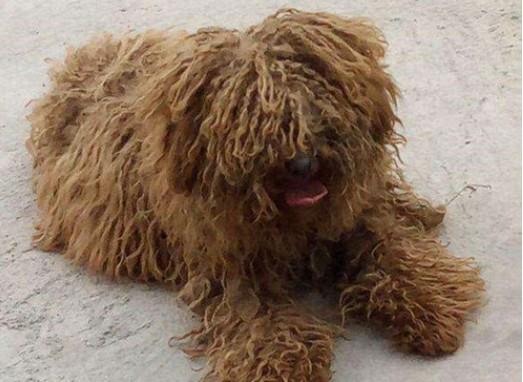 长毛犬毛打结用什么办法解决-图1