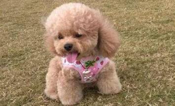 旺财狗的寓意