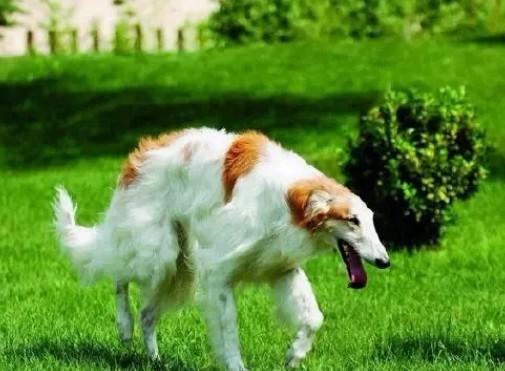 波索尔犬智商排名低-图1