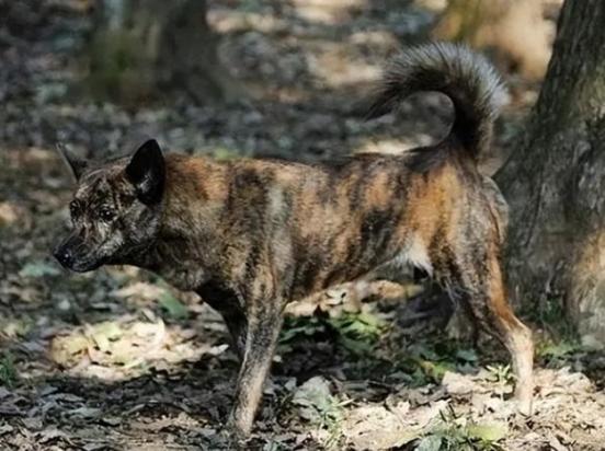 法国蓝斑猎犬多少钱一只