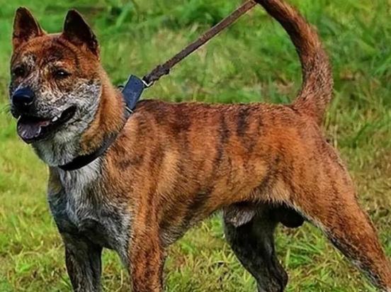 巴尔干和蓝斑猎犬谁好-图1