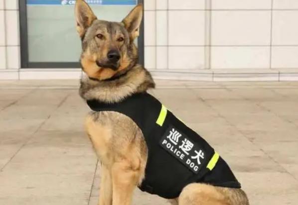 警犬一般是什么品种-图1