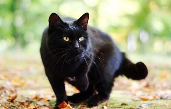 黑猫在猫界的地位高吗-图1