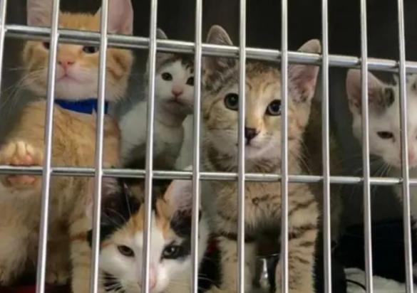 后院猫舍和正规猫舍区别-图1