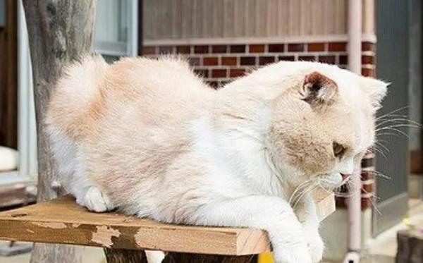 别人自家养的猫算后院猫吗-图1