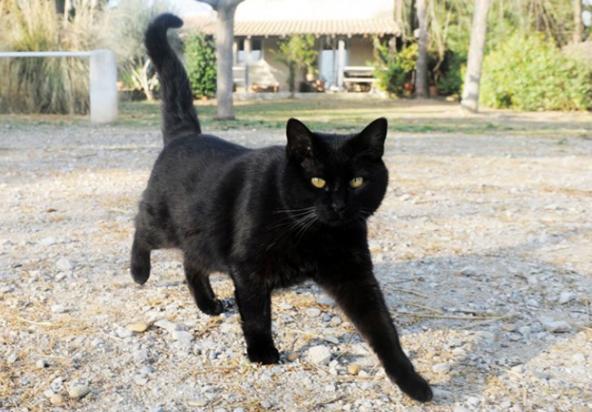 中国人为什么忌讳养黑猫-图1