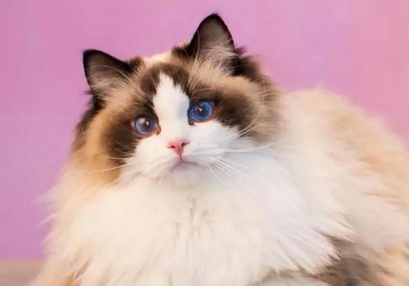 长得像公主的猫叫什么-图1