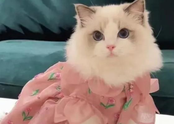 仙女猫是什么品种-图1