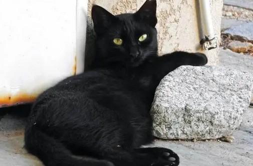 黑色猫是招财辟邪吗-图1