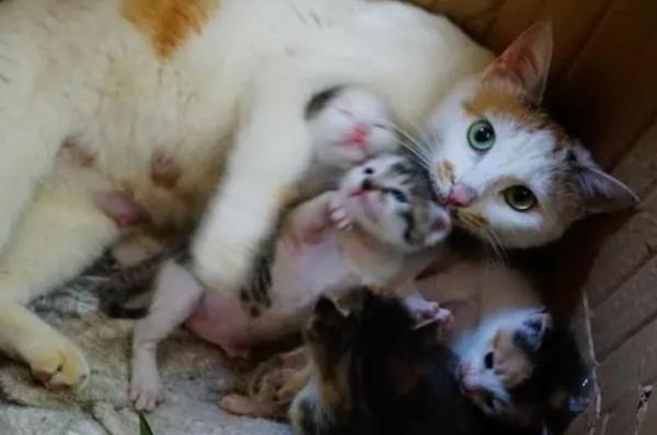 后院猫合法吗-图1