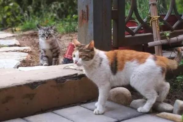 后院猫犯法吗-图1