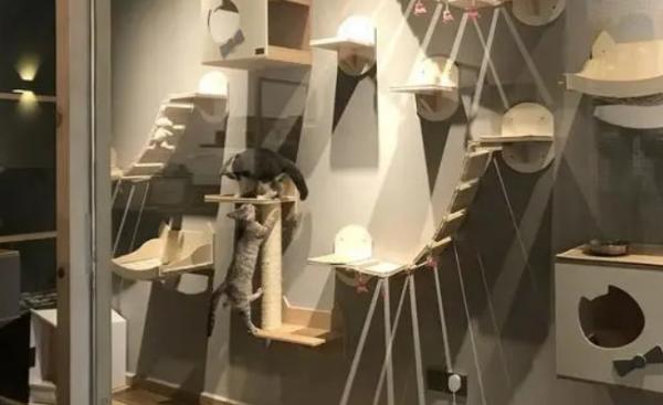 后院和猫舍有什么区别-图1