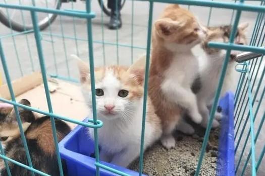 后院猫能买吗