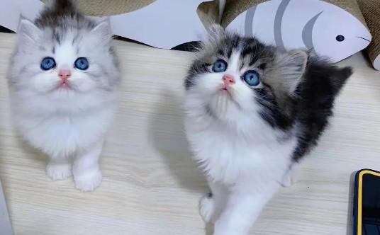 附近上门收购宠物猫电话