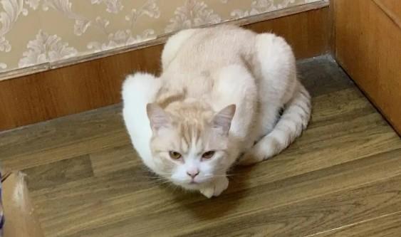 猫咪什么时候会母鸡蹲-图1