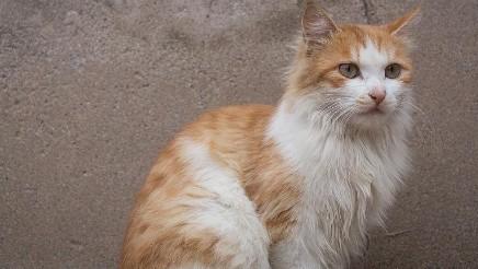 白色加浅黄的猫是什么猫-图1
