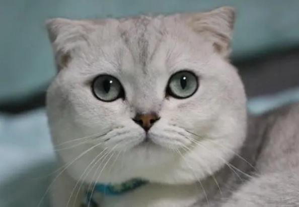月姬公主猫是什么猫-图1