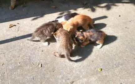 后院猫是不是都有病-图1