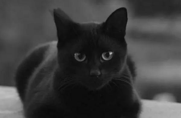 5个月黑色猫多大-图1