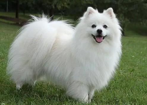 爱斯基摩犬会咬人吗-图1