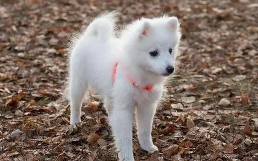 白狐犬是什么狗-图1