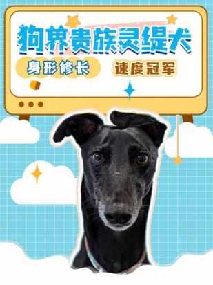 四种贵族犬的特点-图1