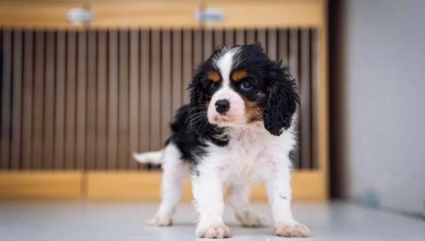 四种贵族犬的特点-图2