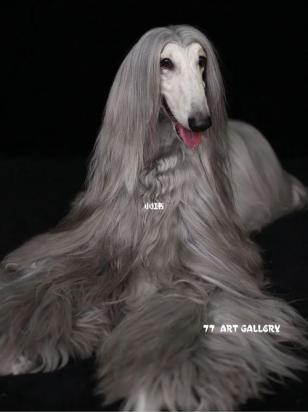 四种贵族犬的特点-图3