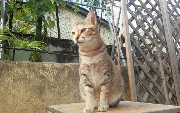 猫咪领养骗局曝光-图1