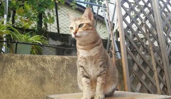 后院猫能活多久-图1