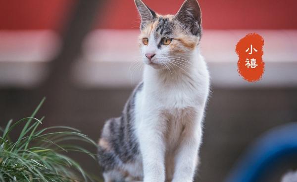 故宫御猫的工作日常-图1